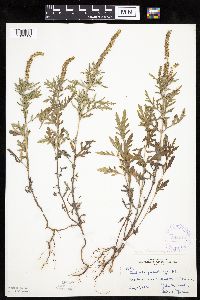 Ambrosia artemisiifolia image