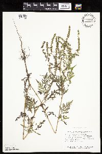 Ambrosia artemisiifolia image