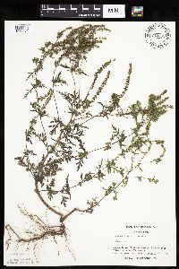Ambrosia artemisiifolia image