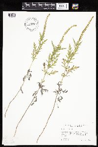 Image of Ambrosia artemisiifolia