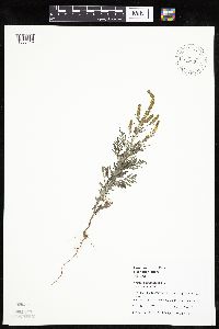 Ambrosia artemisiifolia image