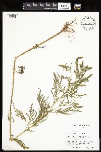 Ambrosia artemisiifolia image