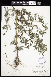 Ambrosia artemisiifolia image