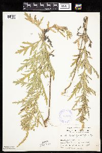 Ambrosia artemisiifolia image