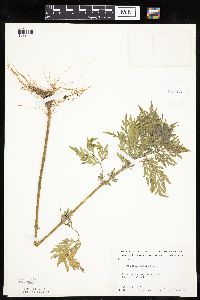 Ambrosia artemisiifolia image