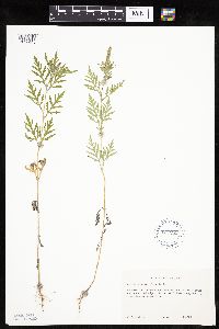 Ambrosia artemisiifolia image