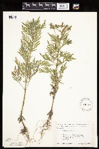 Ambrosia artemisiifolia image