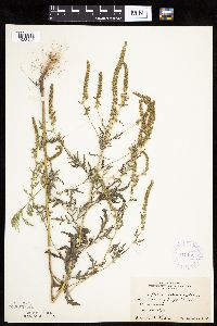 Ambrosia artemisiifolia image