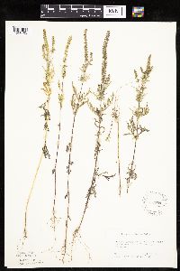 Ambrosia artemisiifolia image