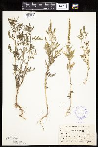 Image Associated With the Occurrence