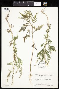 Image Associated With the Occurrence