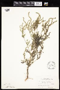 Ambrosia artemisiifolia image