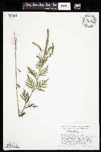 Ambrosia artemisiifolia image