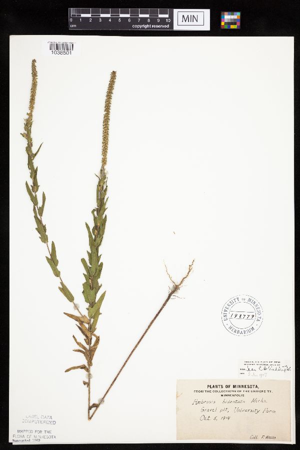 Ambrosia bidentata image