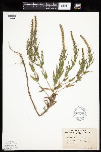 Ambrosia bidentata image