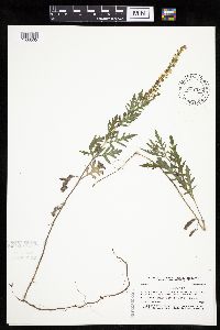 Ambrosia psilostachya image