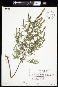 Ambrosia psilostachya image