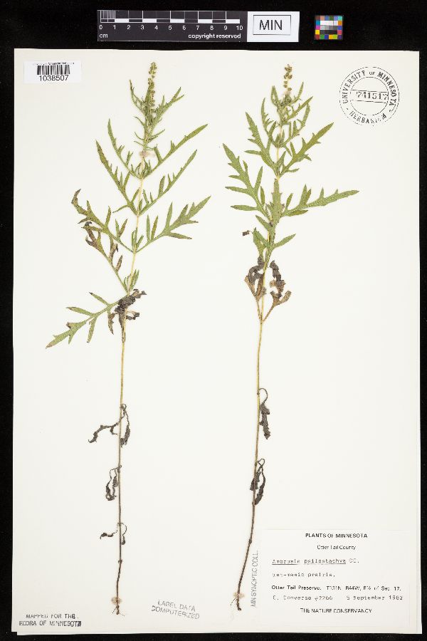 Ambrosia psilostachya image