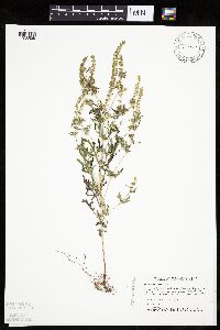 Ambrosia psilostachya image