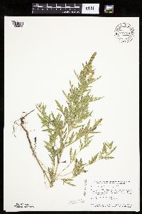 Ambrosia psilostachya image
