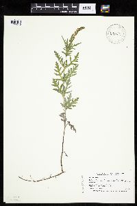 Ambrosia psilostachya image