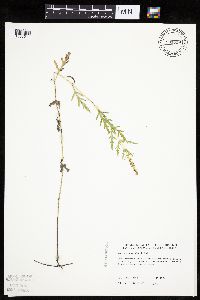 Ambrosia psilostachya image