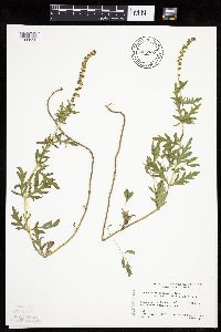 Ambrosia psilostachya image