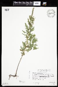 Ambrosia psilostachya image