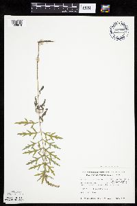 Ambrosia psilostachya image