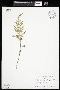 Ambrosia psilostachya image