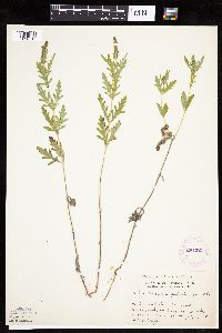 Ambrosia psilostachya image