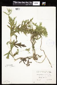 Ambrosia psilostachya image