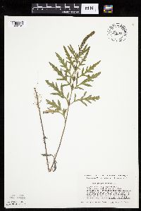 Ambrosia psilostachya image