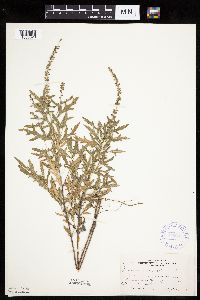 Ambrosia psilostachya image