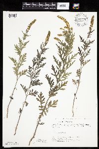 Ambrosia psilostachya image