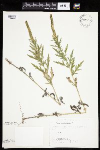 Ambrosia psilostachya image