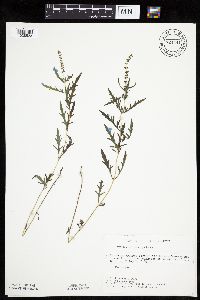 Ambrosia psilostachya image