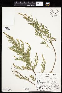 Ambrosia psilostachya image