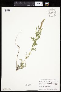 Ambrosia psilostachya image