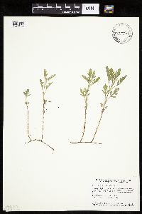 Ambrosia psilostachya image