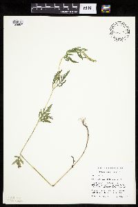 Ambrosia psilostachya image