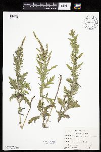 Ambrosia psilostachya image