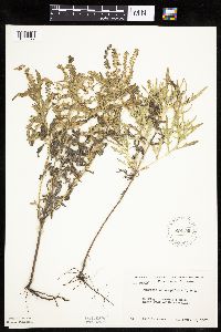 Ambrosia psilostachya image