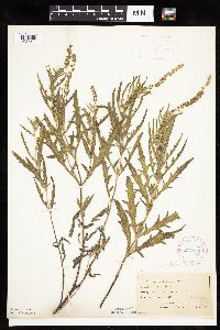 Ambrosia psilostachya image