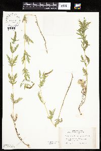 Ambrosia psilostachya image