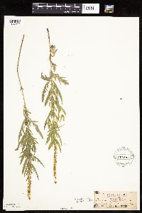 Ambrosia psilostachya image