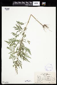 Ambrosia psilostachya image