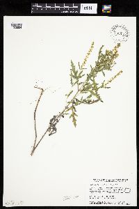 Ambrosia psilostachya image