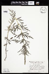 Ambrosia psilostachya image