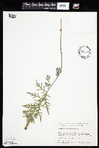 Ambrosia psilostachya image